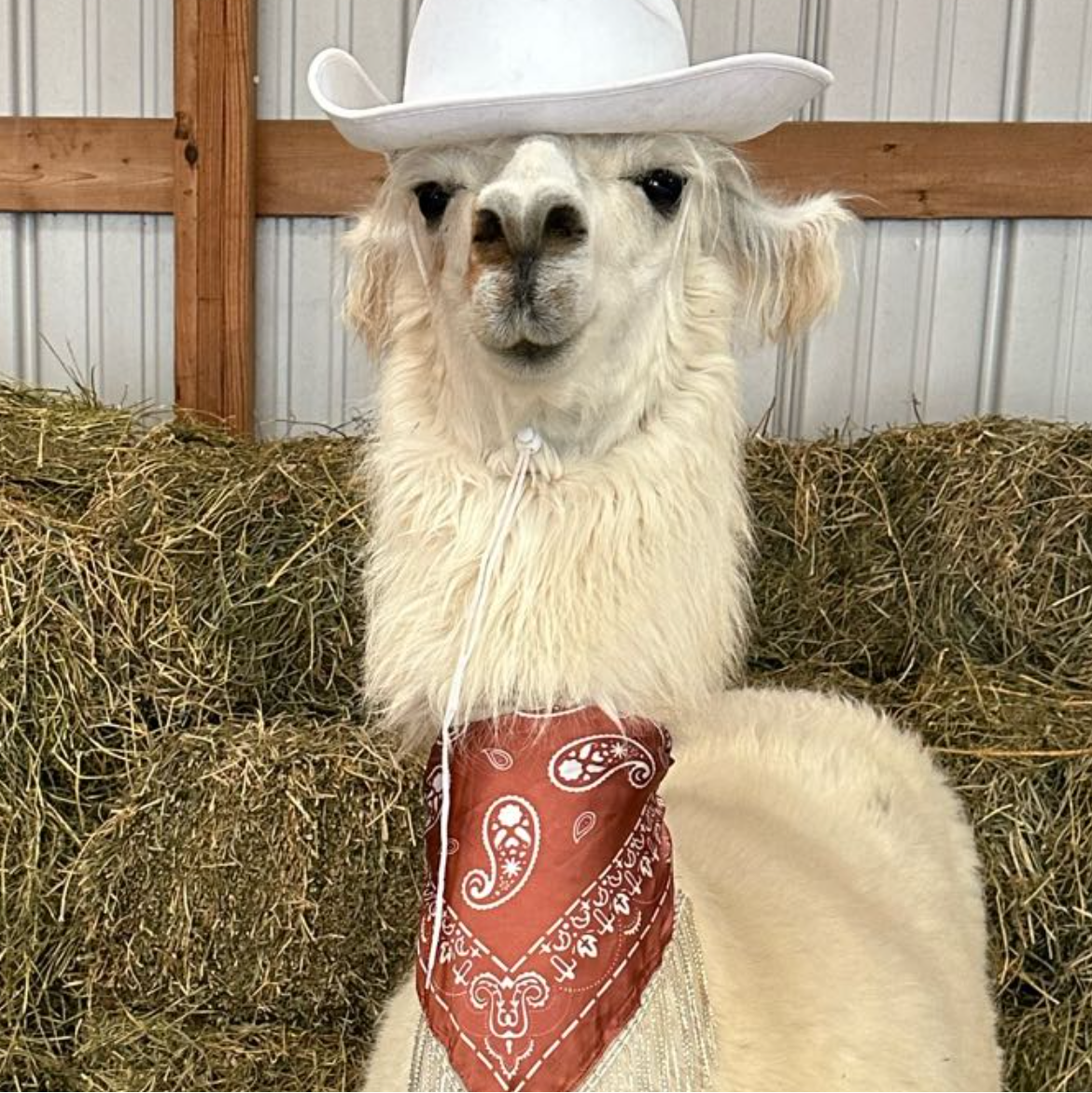 Prairie Patch Farm Llamas