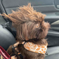 Profile image of Branston, Pickle and Gizmo