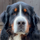 Profile image of Bentley