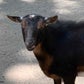Profile image of Goats