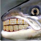 Profile image of Grilled salmon