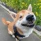 Profile image of 柴犬ベル Bell Fujii