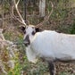 Profile image of Aoife The Reindeer