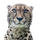 Profile image of Willow the Cheetah