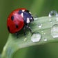 Profile image of Bug 67