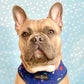 Profile image of Astro the French Bulldog
