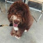 Profile image of Ruby the Aussiedoodle