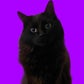 Profile image of Fluffy