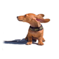 Profile image of Wilson the Wiener