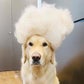 Profile image of Horlicks the Golden