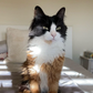 Profile image of Thejacketcat I