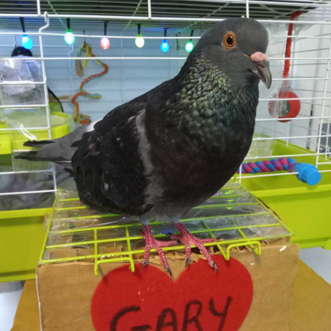 Gary ary