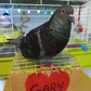 Profile image of Gary ary
