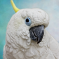 Profile image of Lola