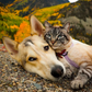 Profile image of HenrytheColoradoDog  |  Pancake & Baloo