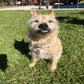 Profile image of Dixie
