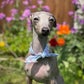 Profile image of Ripley The Iggy