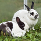 Profile image of Parsley & Poppy the Bunnies