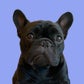 Profile image of Oatie Meal