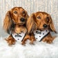 Profile image of Cheddar & Chester