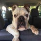 Profile image of Huxley