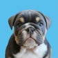 Profile image of Franki