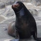 Profile image of Diego the Sea Lion