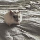 Profile image of Squeaker