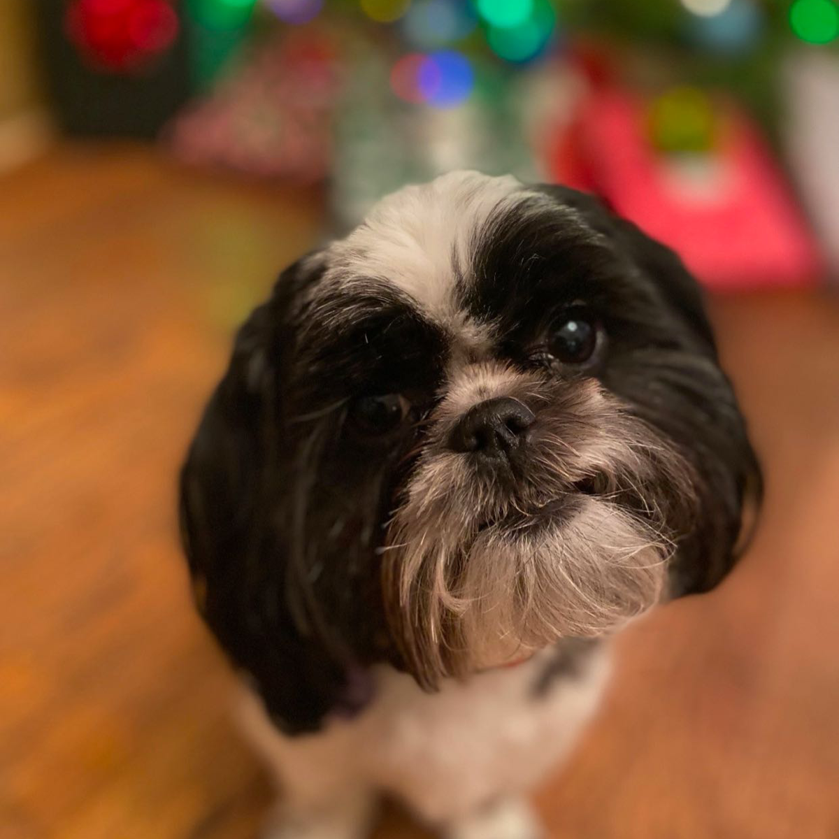 Dolly Pawton