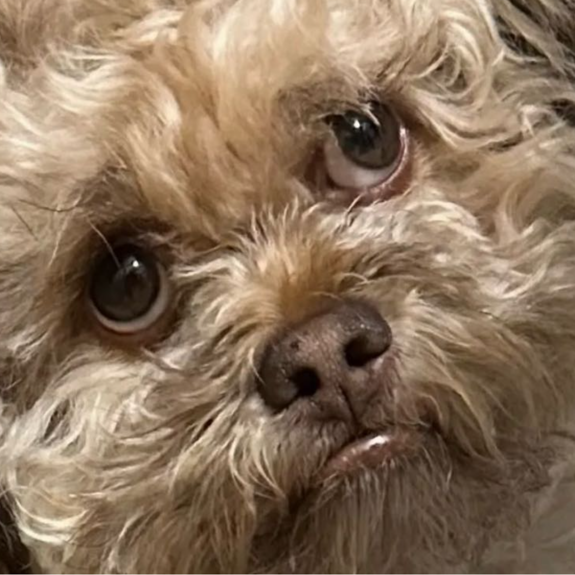 Lil’ Max