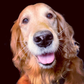 Profile image of Louboutina