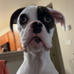 Profile image of Frankis Wankis