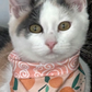 Profile image of Peaches the cat and Family