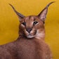 Profile image of Pumba Caracal