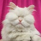 Profile image of Moet the Blind Cat
