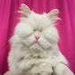 Profile image of Moet the Blind Cat