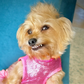 Profile image of Pippa the Three Legged Dog