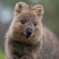 Profile image of Quokka The Happiest Animal In The World
