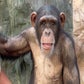 Profile image of Princess the Famepark Chimpanzee
