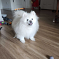 Profile image of Tootsie