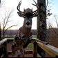 Profile image of Bucknasty
