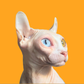 Profile image of Lil' Pickles