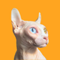 Profile image of Lil' Pickles