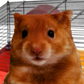 Profile image of Harry the Hamster