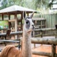 Profile image of Fiesta the Llama at Houston Zoo