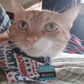 Profile image of Dr. Oskar Cats Esq.