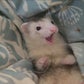 Profile image of Fuffy Ferrets