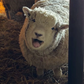 Profile image of Sheep from the Clover Patch Farm