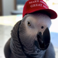 Profile image of Maga Bird 🇺🇸