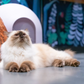 Profile image of Catoro Cat Cafe